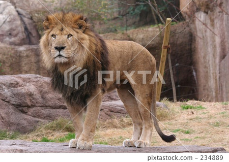 The whole image of the lion 234889