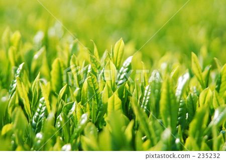 oita prefecture, tea plantations, tea plantation 235232