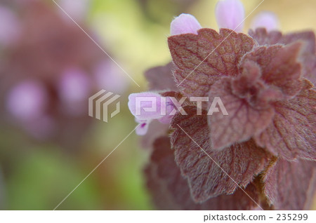 Himeodoricosoum 235299