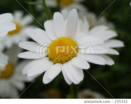 comfort, pitiful, chrysanthemum 235331