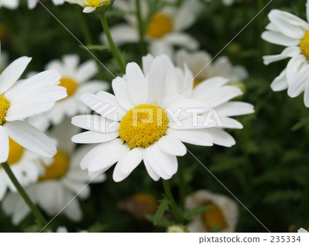 comfort, pitiful, chrysanthemum 235334