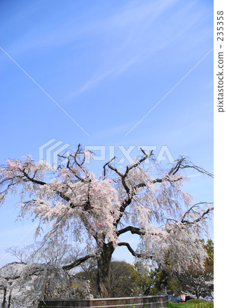 丸山公園的櫻花 丸山公園的櫻花 235358
