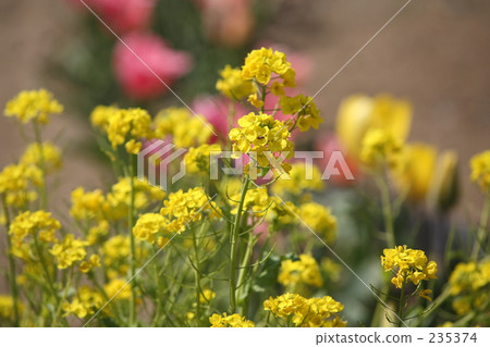 強姦開花 235374
