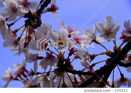 Cherry Blossoms	 235531
