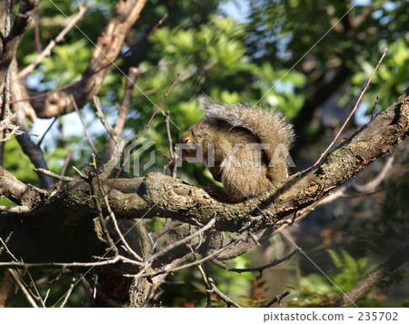 up in tree, squirrel, squirrels 235702