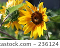 flower garden, flower field, bee 236124