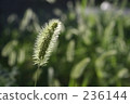 foxtail, setaria, indoor 236144