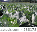 eye level, cabbage, cabbages 236178