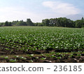 eye level, cabbage, cabbages 236185