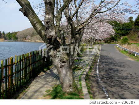 Cherry blossom trees on the lake side 236307