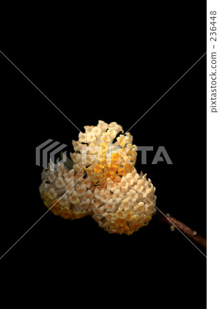 Mitsumata Flower 236448