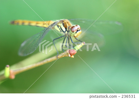 孤獨 山形縣 侘 236531