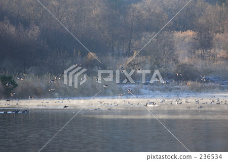 feather, wing, snow scene 236534