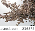 背光櫻花 236872