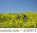 Rape flowers and bicycles 236973
