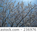 Cherry tree  236976