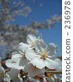 Cherry Blossom	 236978