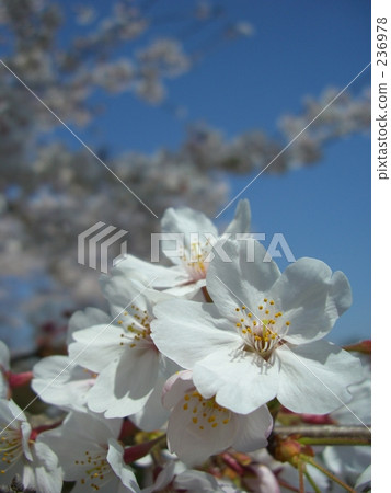 Cherry Blossom	 236978