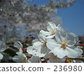 Cherry Blossom	 236980
