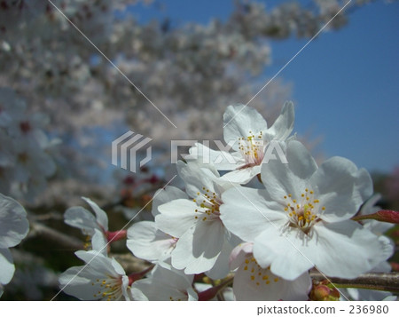 Cherry Blossom Cherry Blossom 236980