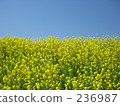 Rape blossoms and blue sky 236987