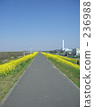 Nanohana and Cycling Road 236988