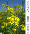 Rape blossoms 236991