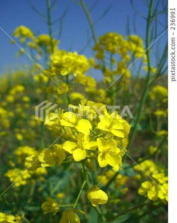 Rape blossoms Rape blossoms 236991