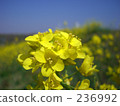 Rape blossoms 236992