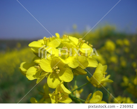 Rape blossoms Rape blossoms 236992