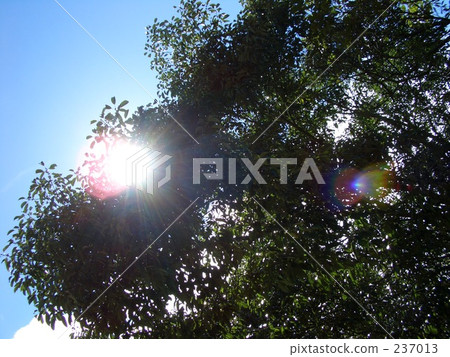 fine, freshness, daylight 237013