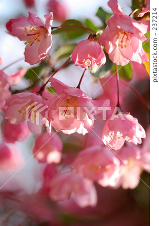 material, materials, pitiful 237214