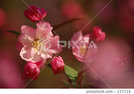 material, materials, pitiful 237219