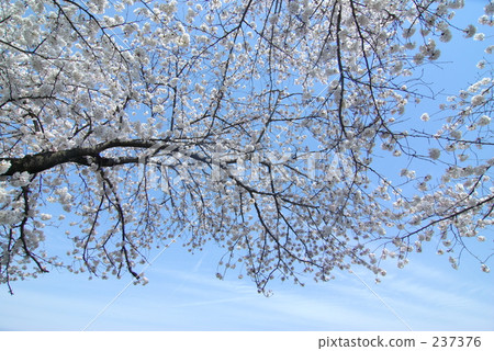 Cherry blossoms in Lake Pond 237376