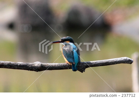 The kingfisher's female 237712