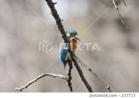 Kingfisher 237713