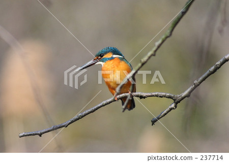 Kingfisher 237714