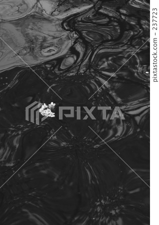 promotion (school), new life, flowering trees 237723