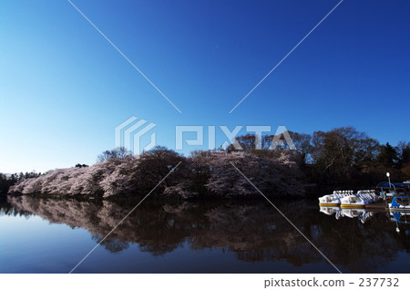 promotion (school), new life, flowering trees 237732