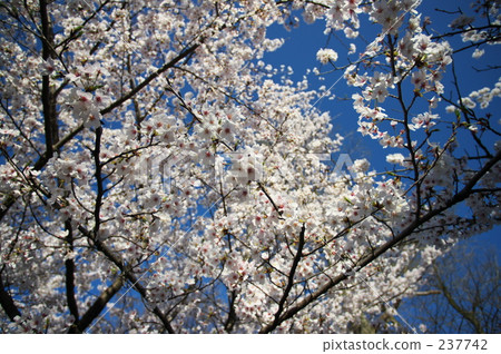 promotion (school), Kichioji, new life 237742