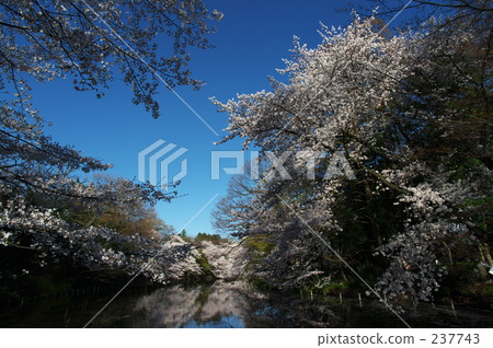 promotion (school), Kichioji, new life 237743