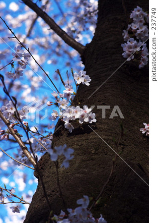 宣傳（學校） 新年度 新的一年 237749