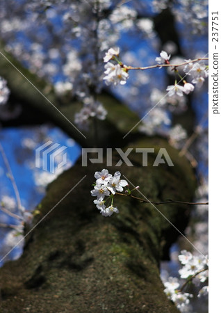 Kichioji, promotion (school), new life 237751