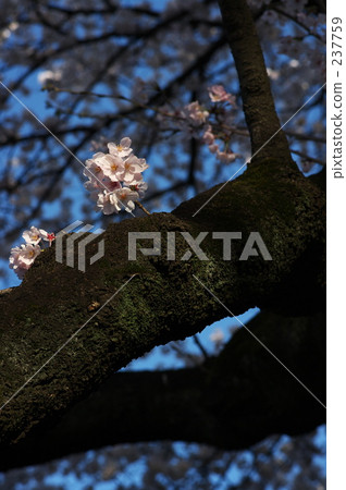 Kichioji, promotion (school), new life 237759