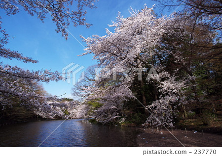 promotion (school), new life, flowering trees 237770