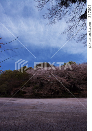 promotion (school), new life, flowering trees 237803