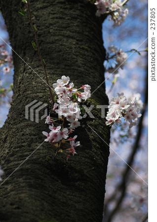 promotion (school), new life, flowering trees 237805