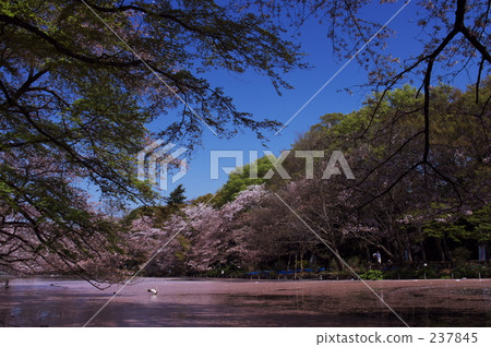 promotion (school), new life, flowering trees 237845