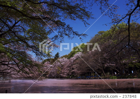 promotion (school), new life, flowering trees 237848