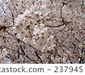 賞櫻 賞花 觀賞櫻花 237945